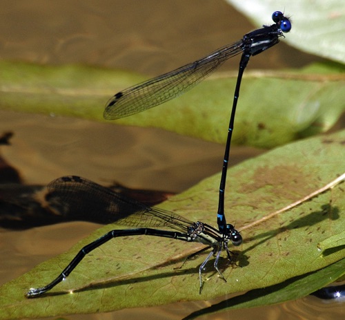 Pair with ovipositing female
2006_07_12_Floyd